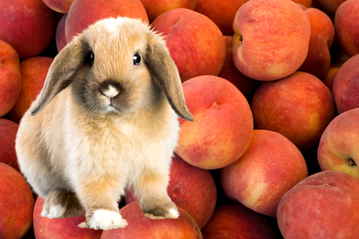 Can Rabbits Have Peaches? terbaru