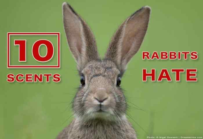 What Smells Do Rabbits Hate? terbaru