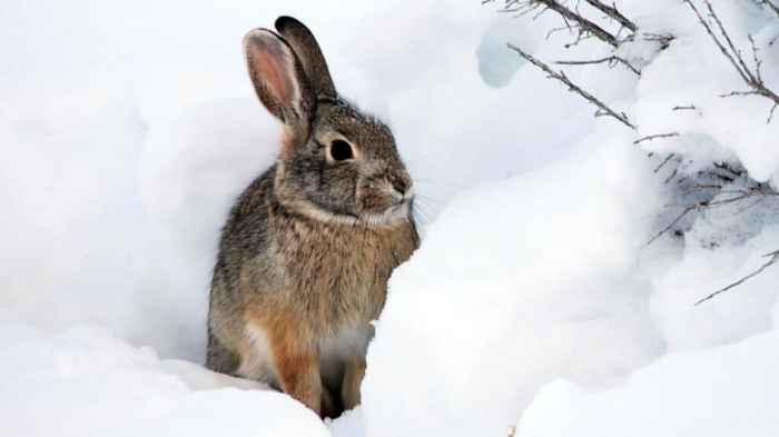 rabbits hibernate prepare preventive vet provide