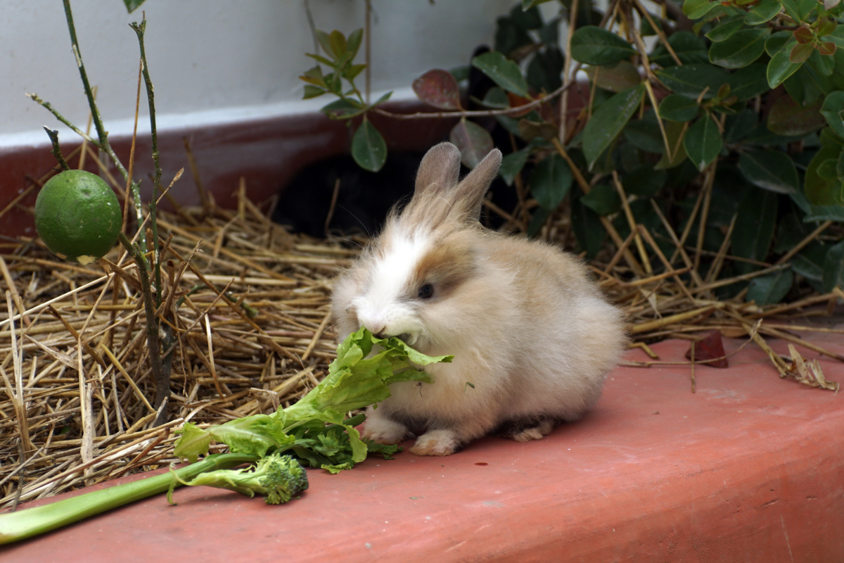 Should Rabbits Eat Celery?