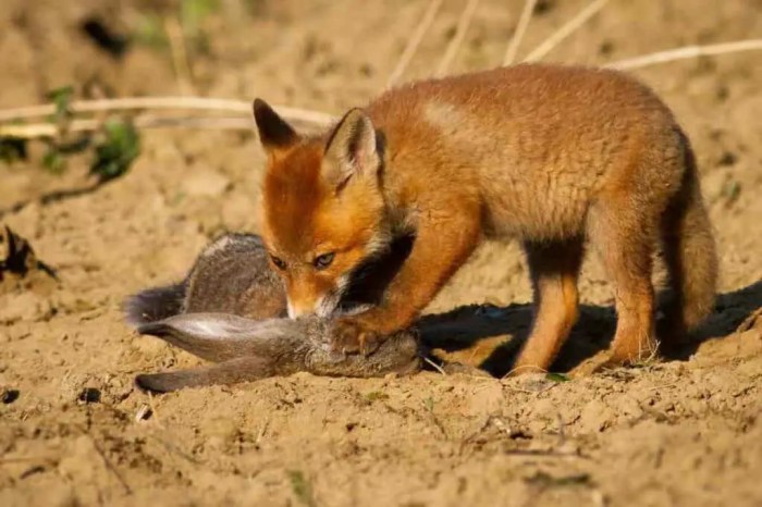 fox eating foxes rabbits eats animal mice rabbit red animals eaten cannibal being hunting wants he other