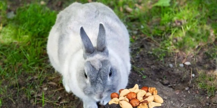 Do Rabbits Eat Nuts? terbaru