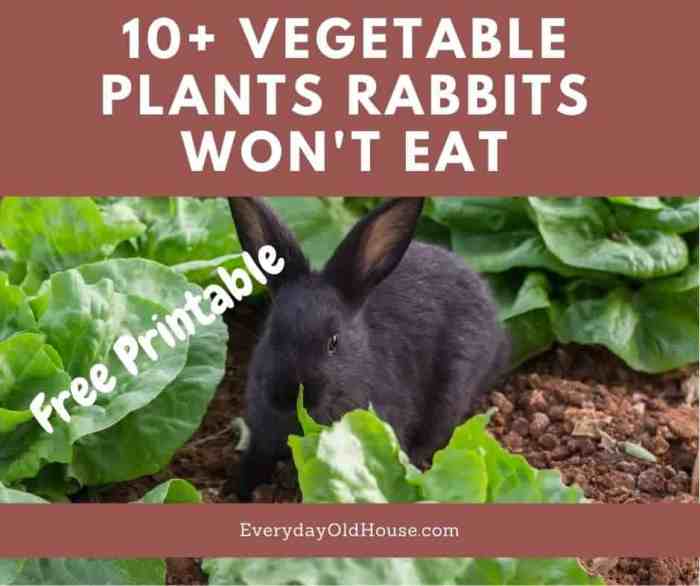 How To Prevent Rabbits Eating Plants? terbaru