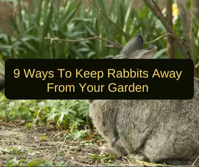 cloche cloches pest deter familyhandyman steal safely potager pests birds diyprojects