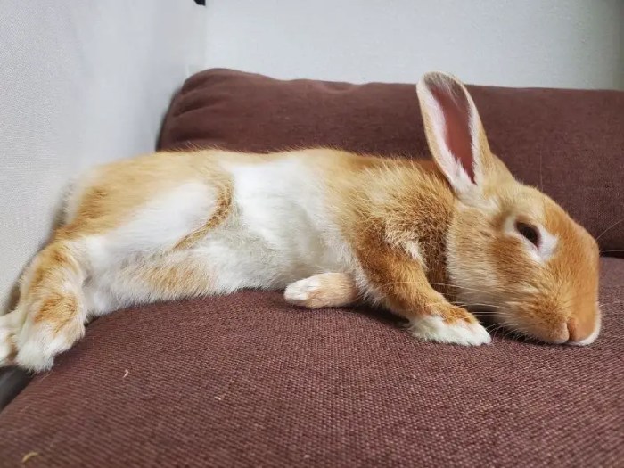 How Do Rabbits Sleep?