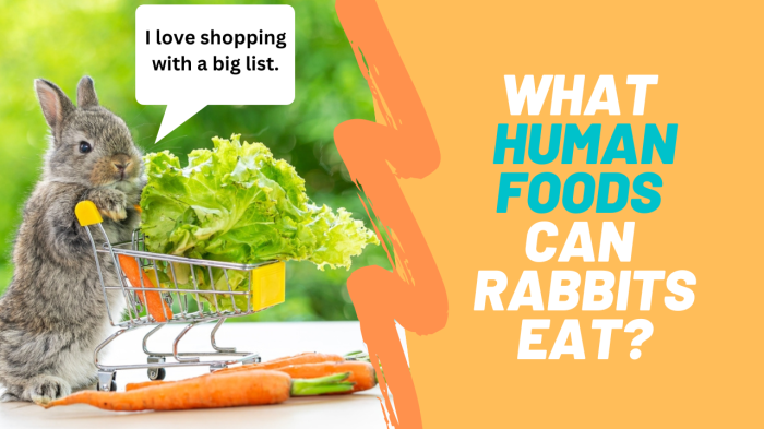 What Human Food Can Rabbits Eat? terbaru