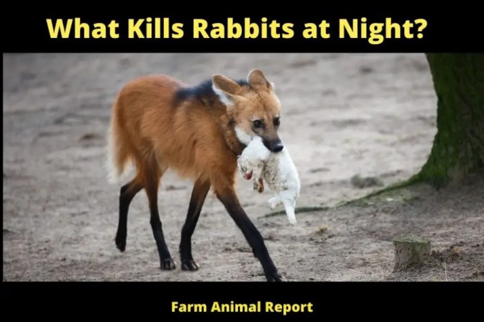 What Kills Rabbits At Night?