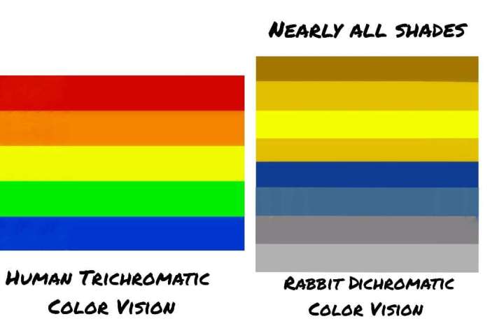 What Colours Can Rabbits See? terbaru