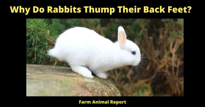 thump rabbits why do entirely worried else something happy they