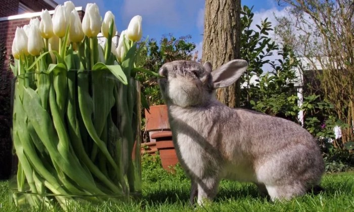 Do Rabbits Eat Tulips?