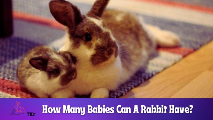 babies many rabbits