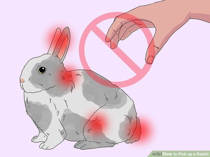 How To Pick Up A Bunny Rabbit?