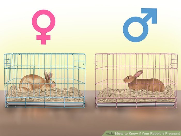 How To Tell If My Rabbit Is Pregnant?