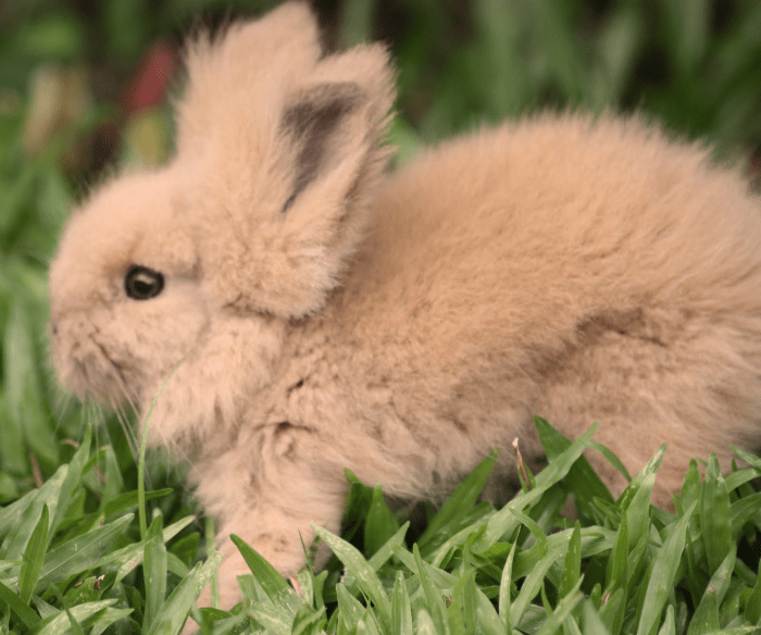 How Much Is A Bunny Rabbit? terbaru