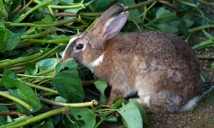 Do Rabbits Eat Pepper Plants? terbaru