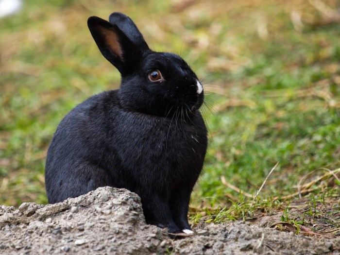 bunnies breeding