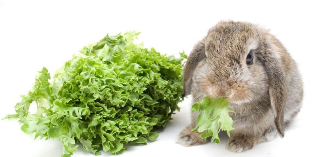 lettuce rabbits eat