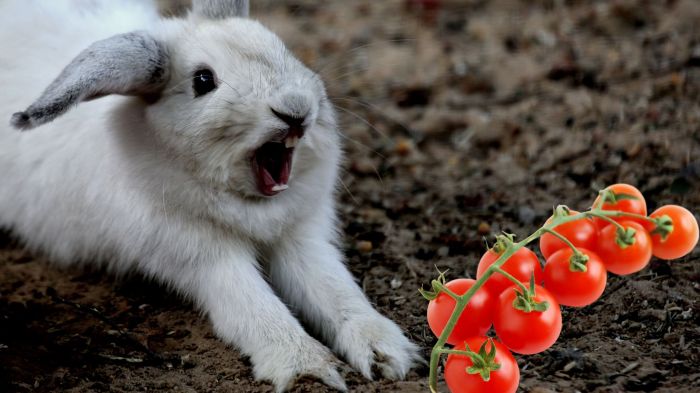 Will Rabbits Eat Tomatoes? terbaru