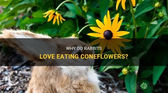 Do Rabbits Eat Coneflowers?