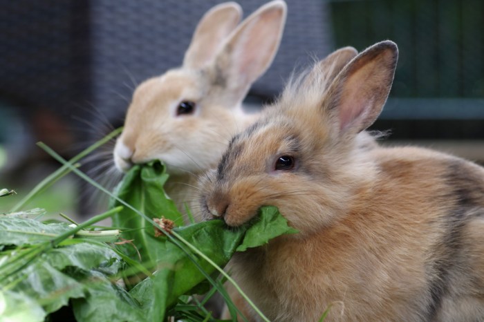 Can Rabbits Eat Arugula? terbaru