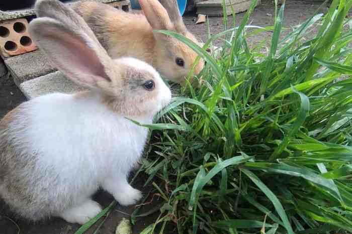 Should Rabbits Eat Grass? terbaru