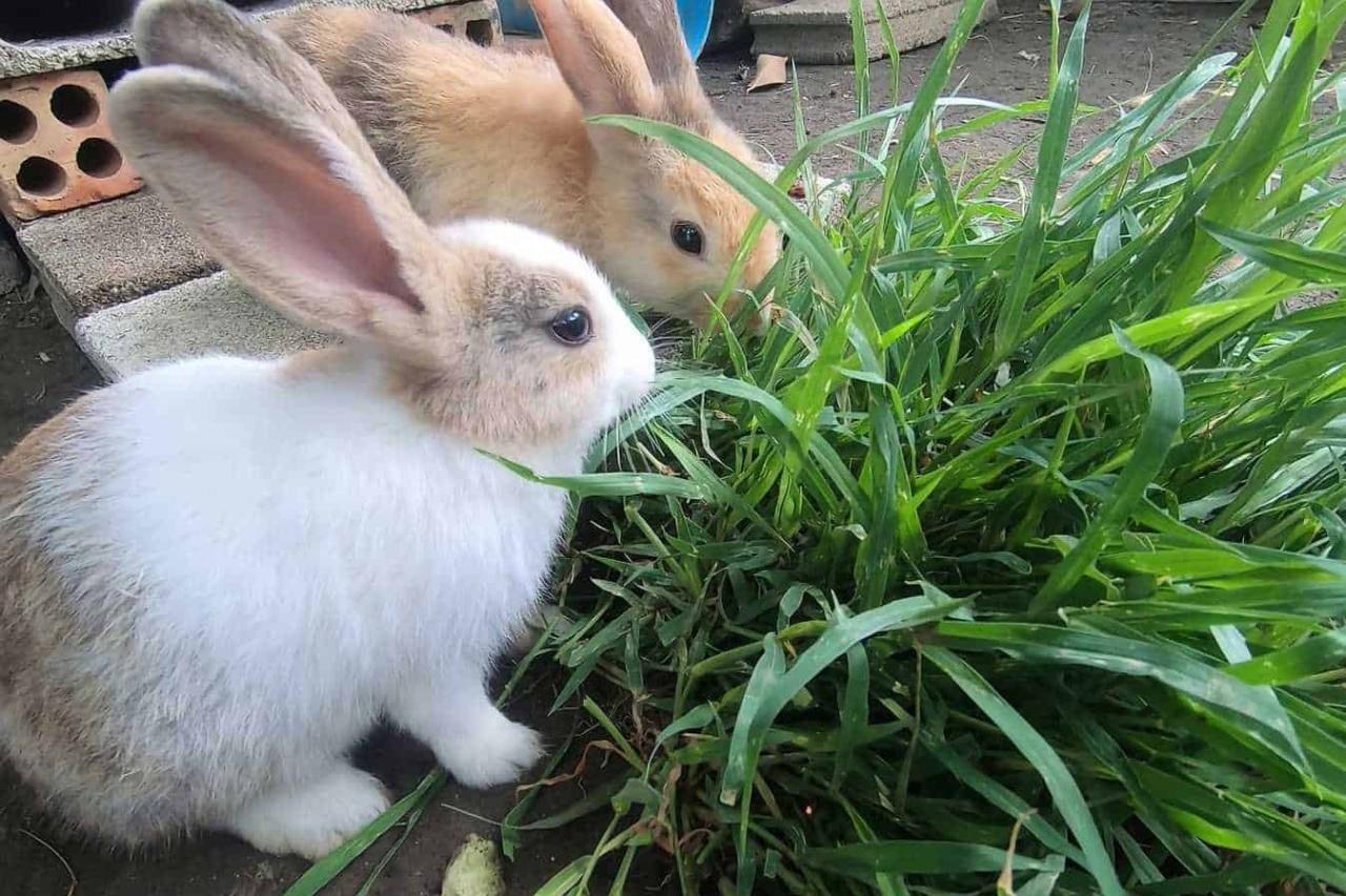 Do Rabbits Eat Grass? terbaru