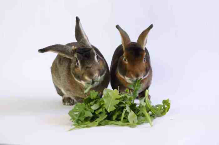 Can Rabbits Have Arugula?