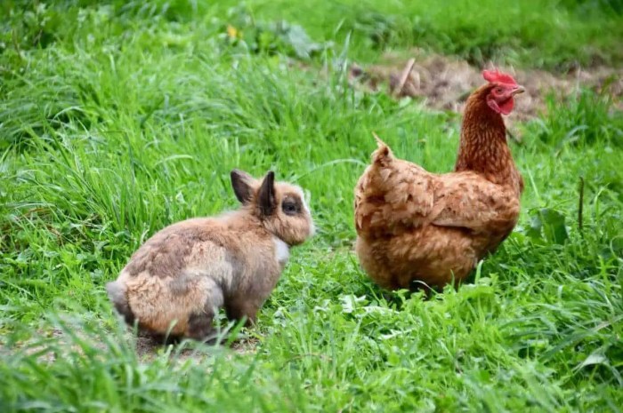 Can Rabbits And Chickens Cohabitate? terbaru