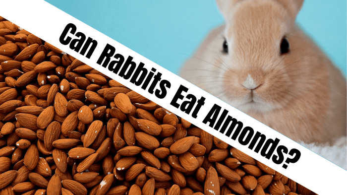 eat almonds rabbits