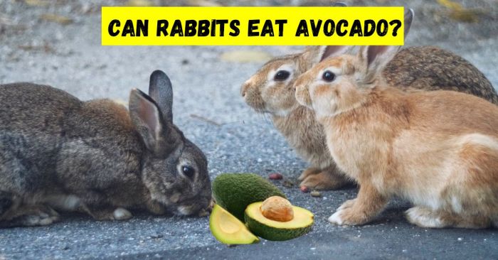 rabbits avocado eat