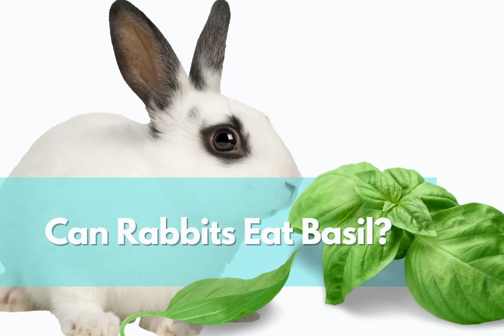 basil rabbits