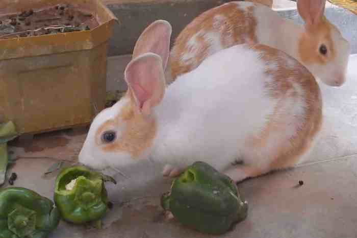 peppers rabbits