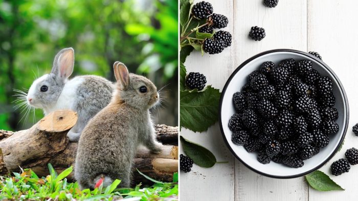 Can Rabbits Have Blackberries? terbaru