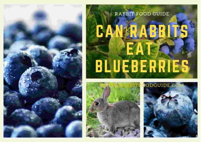 Can Rabbit Eat Blueberries? terbaru