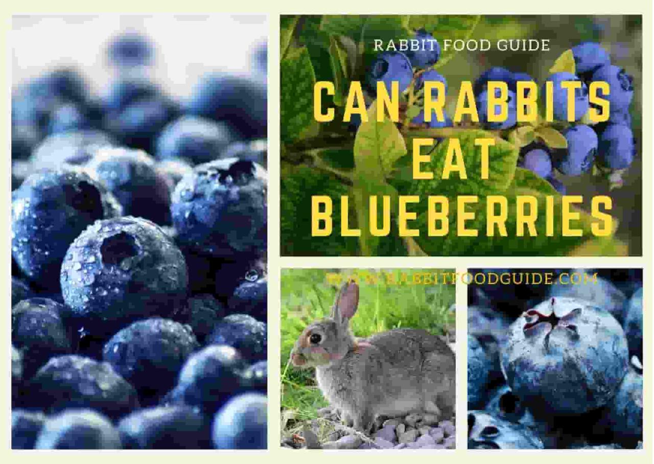 blueberries rabbits