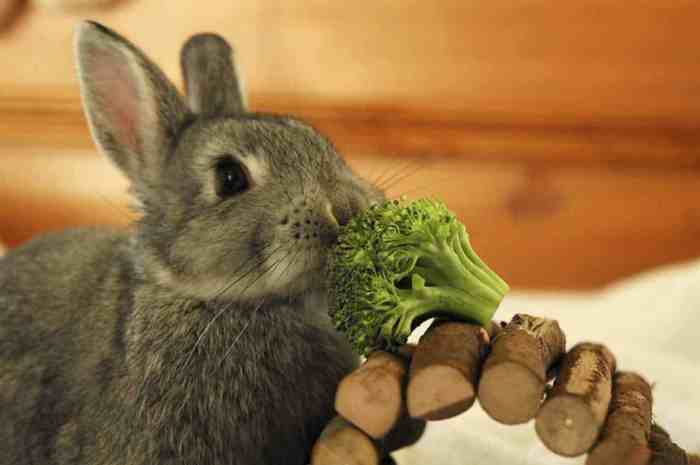 Can Rabbit Eat Broccoli? terbaru