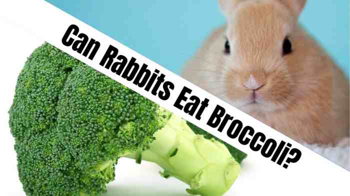 Can Rabbit Have Broccoli?