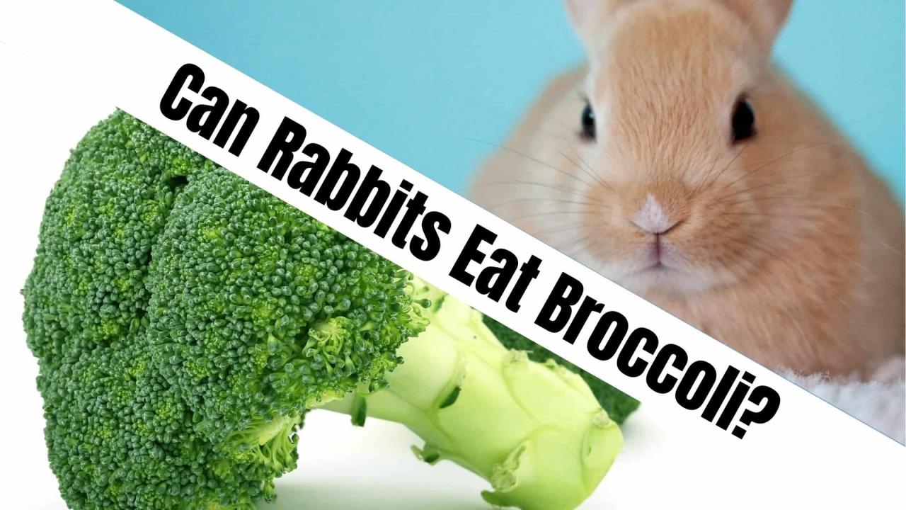 Can Rabbits Eat Broccoli? terbaru