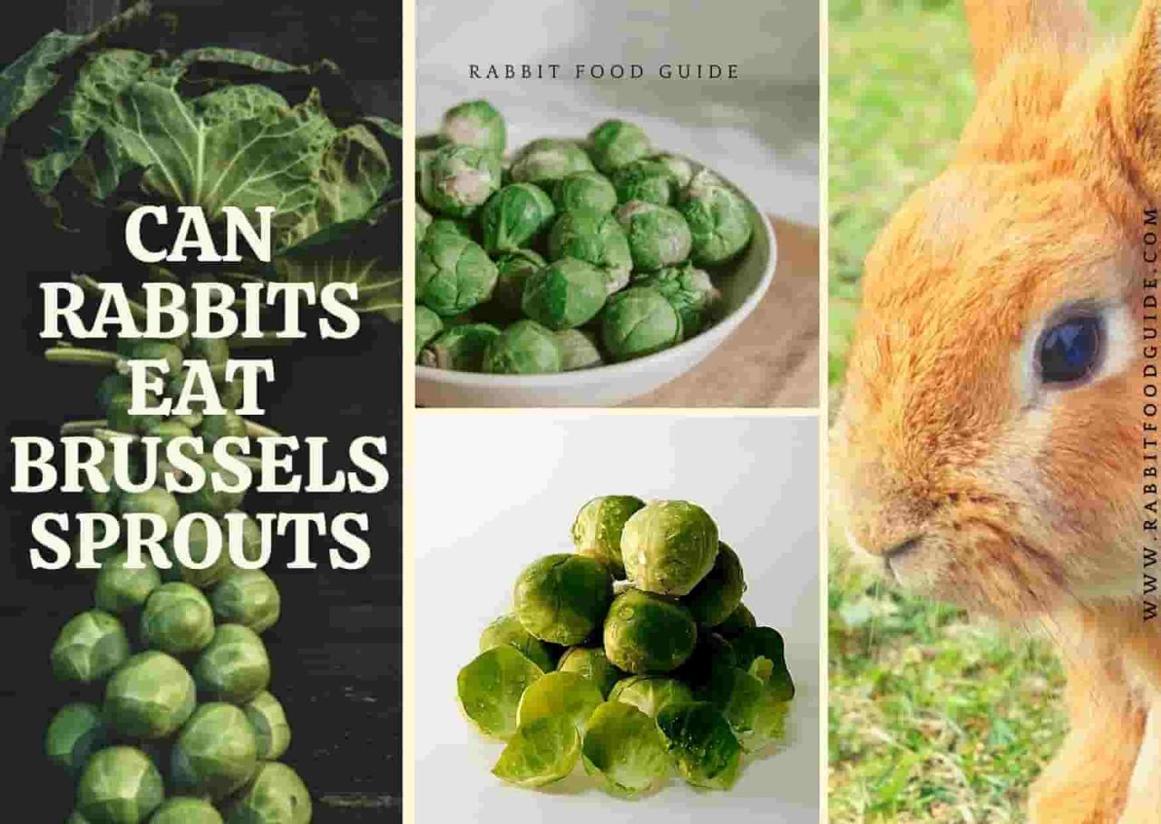 rabbits sprouts brussel eat need know may