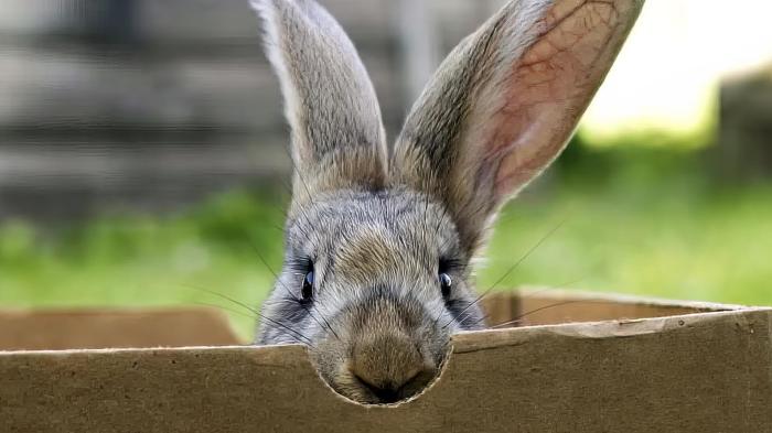 Can Rabbits Eat Cardboard?