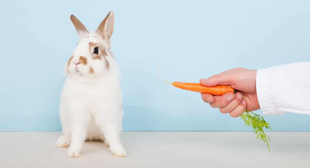 Can Rabbits Eat Carrots?