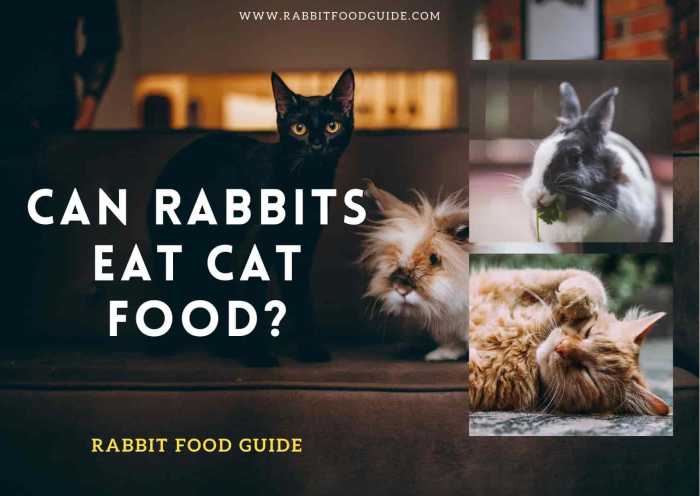 Can Rabbits Eat Cat Food?