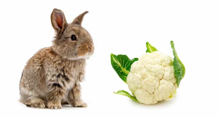 Can A Rabbit Eat Cauliflower?