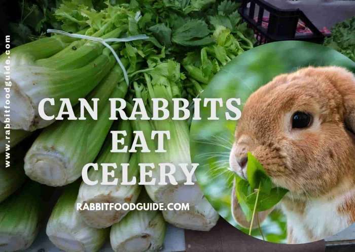 rabbits celery vetguru