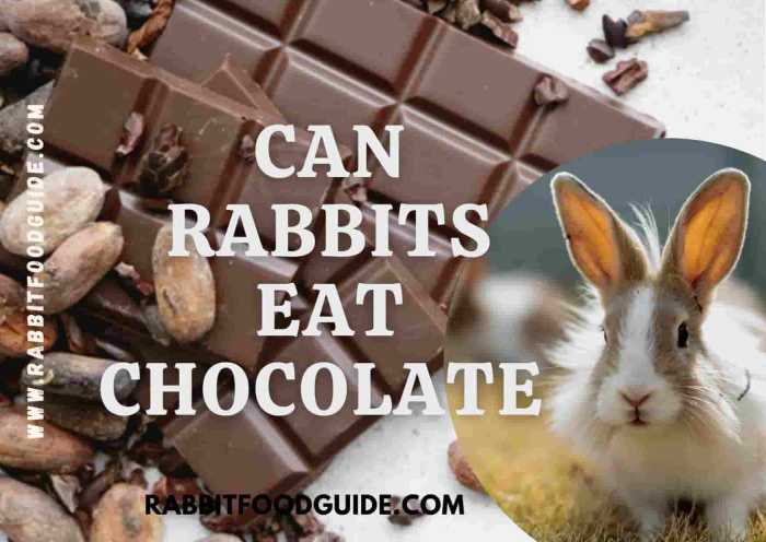 chocolate eat bunnies if rabbit bunny do they prove fatal oz milk less could than