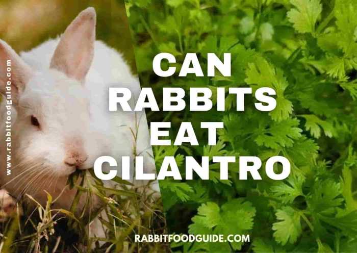 rabbits cilantro eat