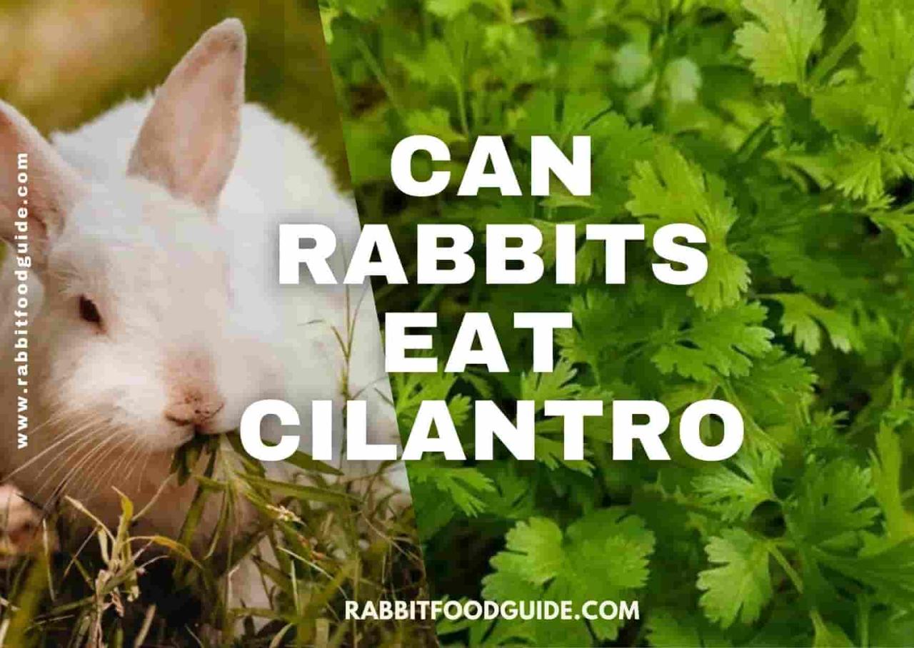 Can Rabbits Eat Cilantro?