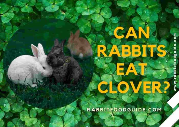 Can Rabbits Eat Clover? terbaru