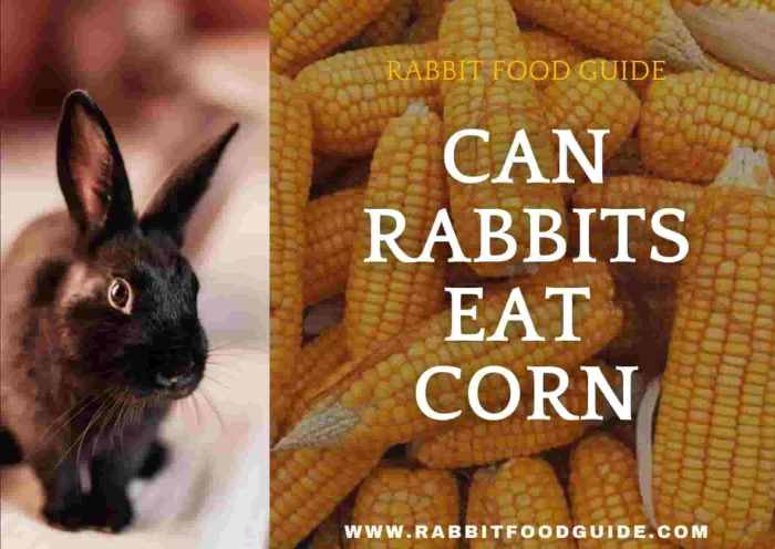 corn rabbits eat