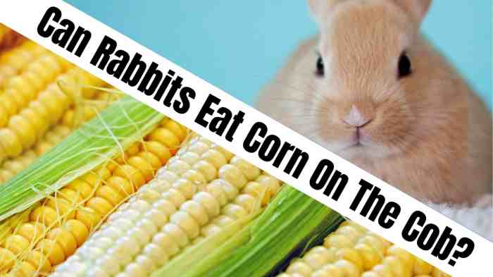 Can A Rabbit Eat Corn On The Cob? terbaru